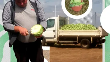 „Patria verzei” din Dolj dă pe-afară de marfă. Cu cât se vinde un kilogram de varză timpurie direct din câmp