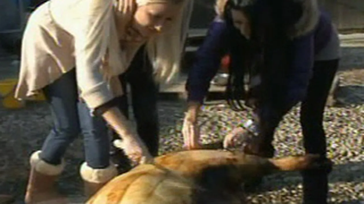 Vezi cum au taiat porcul de Craciun fetele de la Bamby!