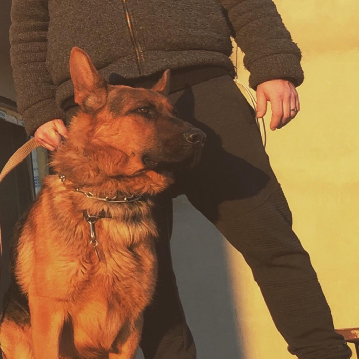 Cu lacrimi în ochi, Gabriela Cristea a mărturisit că este în doliu, după ce unul dintre câinii familiei a murit: “Avea 6 ani jumate. Totul a fost fulgerător de rapid”