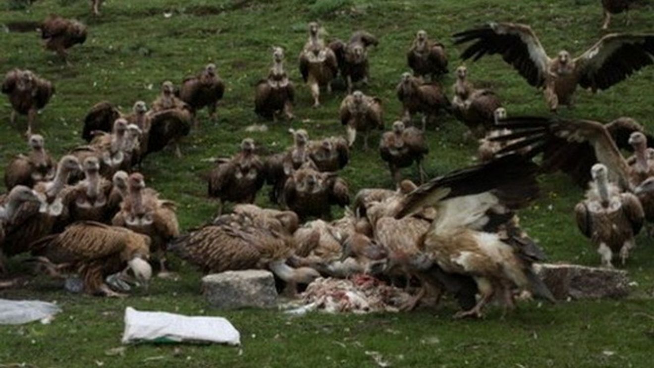 SOCANT! Asta e poate cel mai bine pastrat secret al OMENIRII! Inmormantarea TIBETANA sau cum un vultur poate devora un om