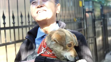 Povestea cutremuratoare a doi japonezi care au adoptat un maidanez din Romania!