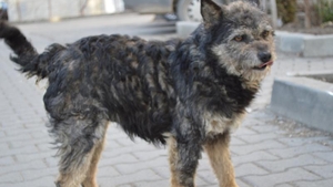 Copil de sapte ani, la spital după ce fost muscat de un câine! Animalul a scăpat din curtea unui localnic