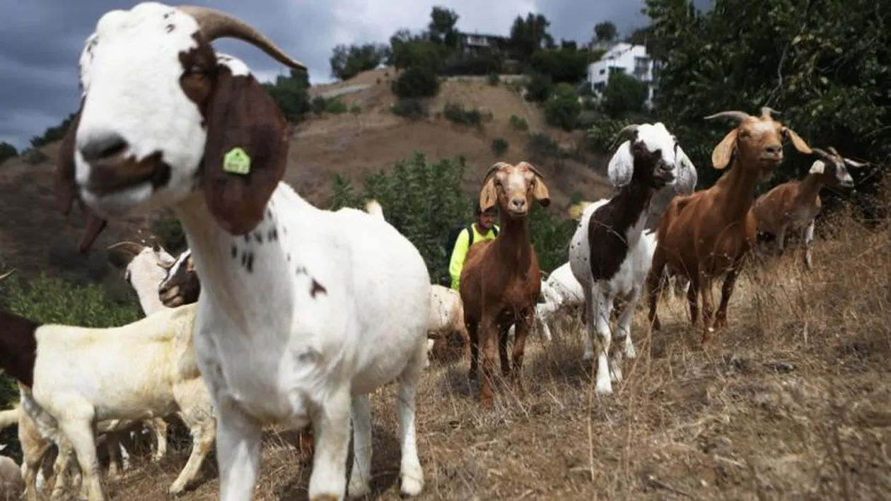 Biblioteca Prezidențială Ronald Reagan, salvată de 500 de capre: ”Le-au făcut treaba mai ușoară!”