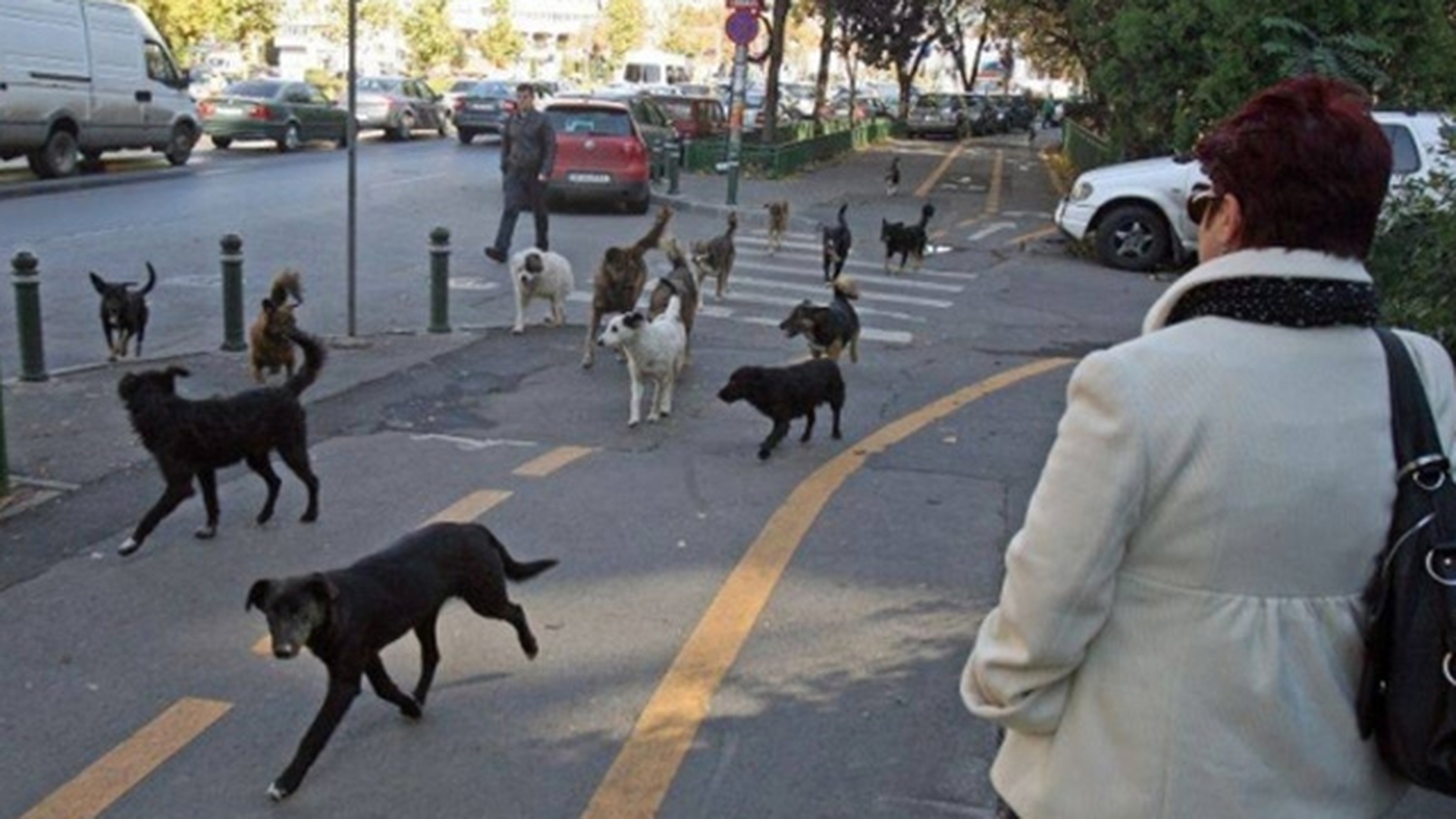 Moarte CUMPLITA! Un barbat din Braila a fost mancat de caini pe un camp