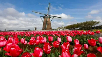 Tulip Mania: momentul din istorie când un bulb de lalea costa cât o casă în Amsterdam. Care a fost motivul prețului exagerat?