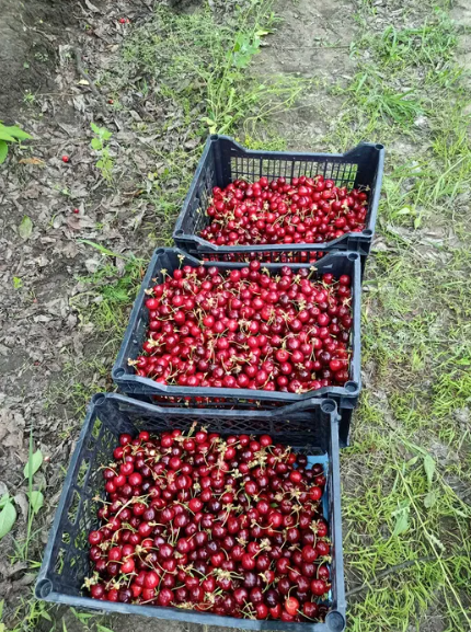 Cireșe de mai/ Sursa foto: OLX