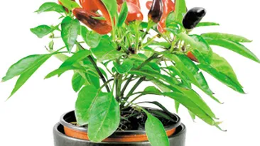 Minigradina din balcon La ce sunt buni ardeii iuti!