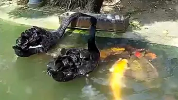 Ciudatenie a naturii! Nici nu-ti poti imagina ce fac aceste lebede negre cu un banc de pesti Koi!