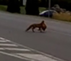Vulpe care a furat o găină, filmată de poliția din Baia Mare. “Infracțiune flagrantă de furt calificat!” Ce altă regulă a mai “încălcat” animalul VIDEO