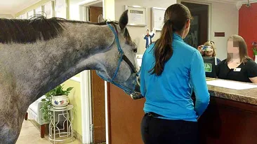 A venit la hotel alături de calul său şi a cerut o cameră dublă, iar motivul a fost unul incredibil. Ce le-a spus femeia celor de la recepţie a ajuns să fie viral