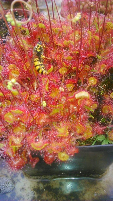 Adrian este un împătimit al plantelor carnivore