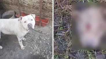 Caz revoltător în Tulcea. Vietnamezii ar fi furat câinii unui bărbat și i-ar fi mâncat 