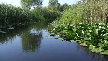 Tulcea: Bărbat de 69 de ani, salvat dintr-un canal din Delta Dunării de polițiștii de frontieră