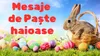 Mesaje de Paște haioase: Iepurași amuzanți și urări cu umor pentru prieteni și colegi