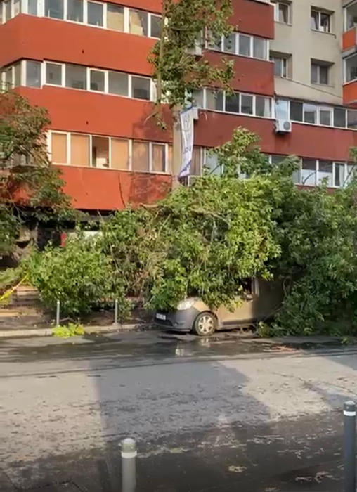 Furtuna a făcut prăpăd în București! Un copac a fost doborât în Sectorul 1 al Capitalei
