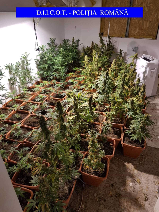 Bărbatul cultiva cannabis de doi ani