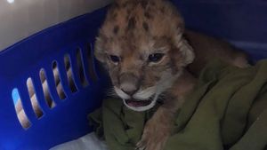 VIDEO. Respins de mamă, un pui de leu de la Zoo Craiova este hrănit din două în două ore cu biberonul