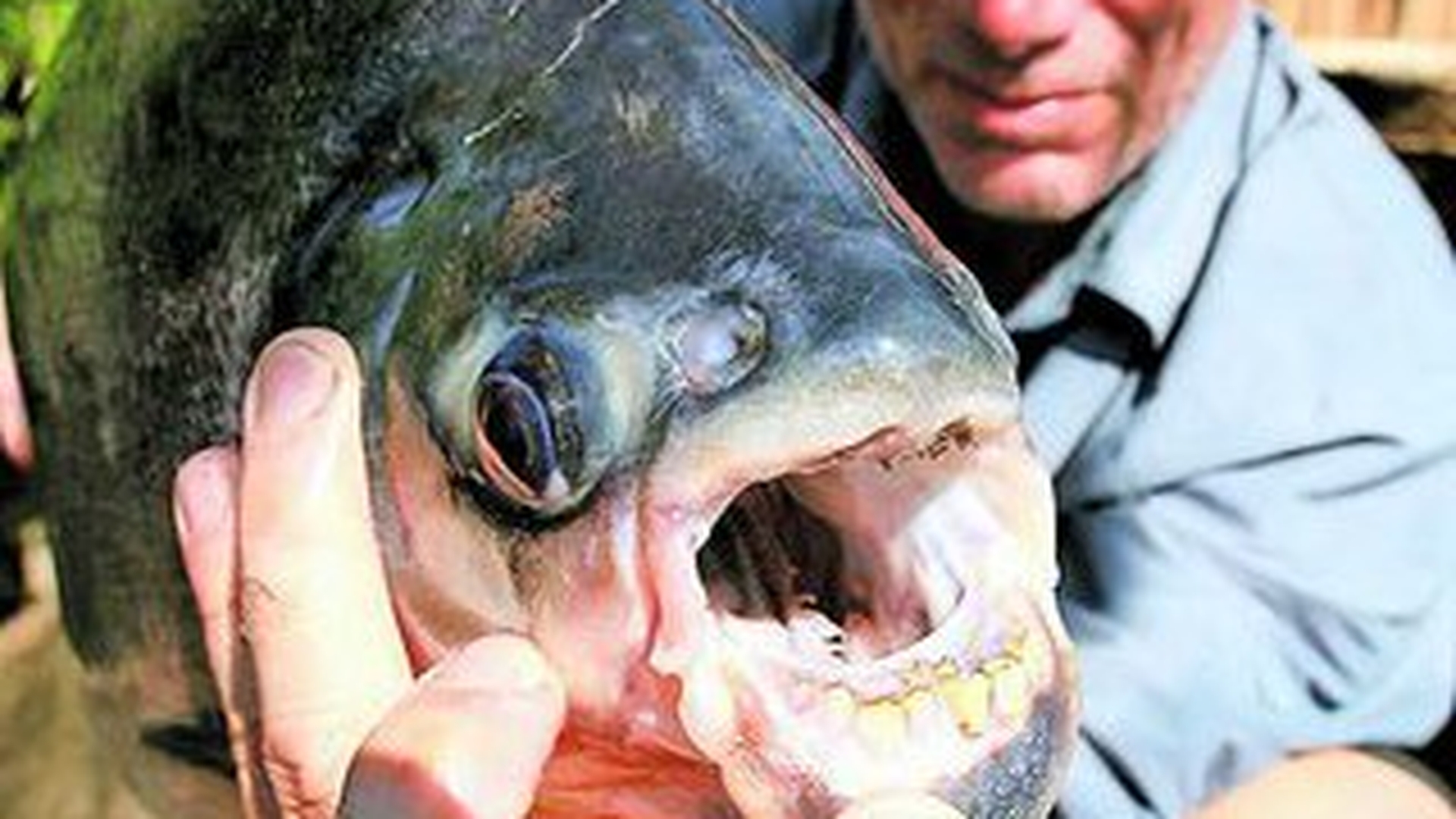 Un peste a bagat teroarea in pescari! Spargatorul de "oua"