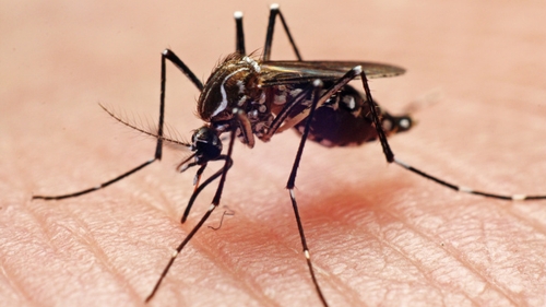Primul caz de West Nile din acest sezon, la Iași. O femeie este în stare gravă