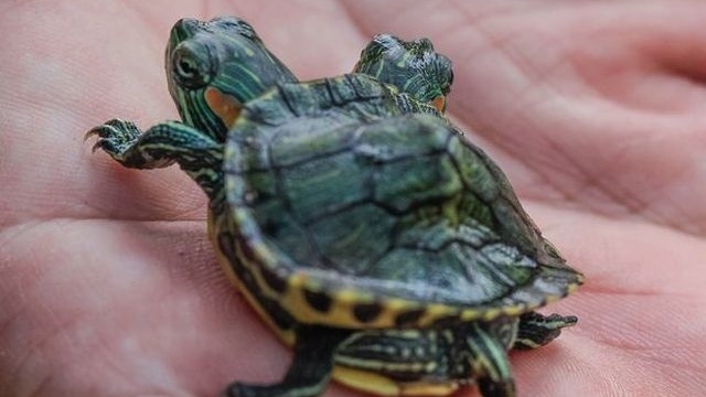 Are două capete, dar stăpânul o tratează ca pe un prieten. Vezi cum arată ţestoasa-dragon! 