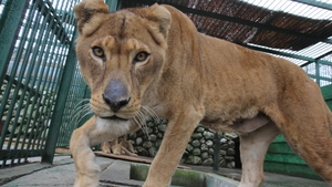 Nutu Camataru, o mina de aur pentru Zoo Ploiesti! Oamenii dau navala sa-i vada animalele!
