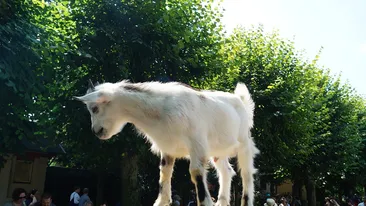 Doi români au tăiat o capră de Angora, care era gestantă! S-a întâmplat chiar în grădina zoologică din Berlin! În urmă cu trei săptămâni omorâseră o oaie!