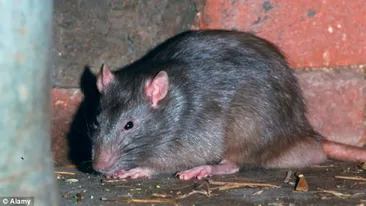 Musafir nepoftit la un colegiu de elită din Galați! Un șobolan a băgat spaima în elevi