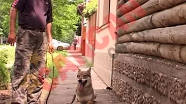 Creste in curtea casei o haita de lupi!