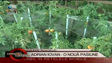 Adrian Iovan, de la mansa la borcan: Cred ca adun de vreo zece borcane de rosii! S-a facut agricultor!