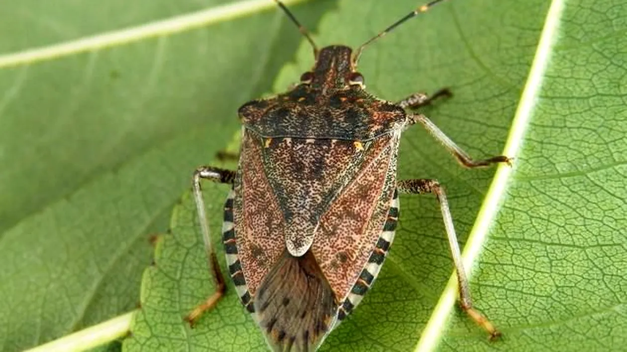 Invazie de gândaci urât mirositori în România! Metoda prin care scapi de ei