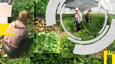 Au apărut primii cartofi noi românești. Cu cât îi vând femierii din Dolj. “Ne-au îngheţat de două ori, practic...”