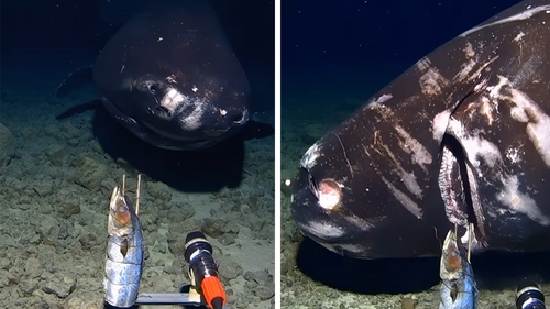 Descoperire ireală la 1.400 metri adâncime. Ce creatură terifiantă au găsit oamenii de știință în Groapa Tonga