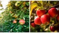 Ce să pui, de fapt, la rădăcina pomilor fructiferi pentru o recoltă bogată. Vor face zeci de kilograme de fructe. Este un secret al grădinarilor din zona Bucovinei
