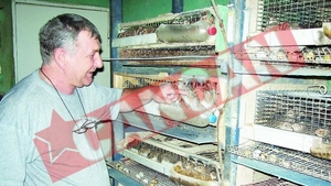 Creste 500 de prepelite in apartament