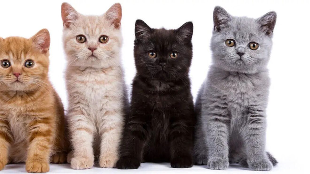 (P) Pedigree: ce înseamnă cu adevărat pentru pisica ta?