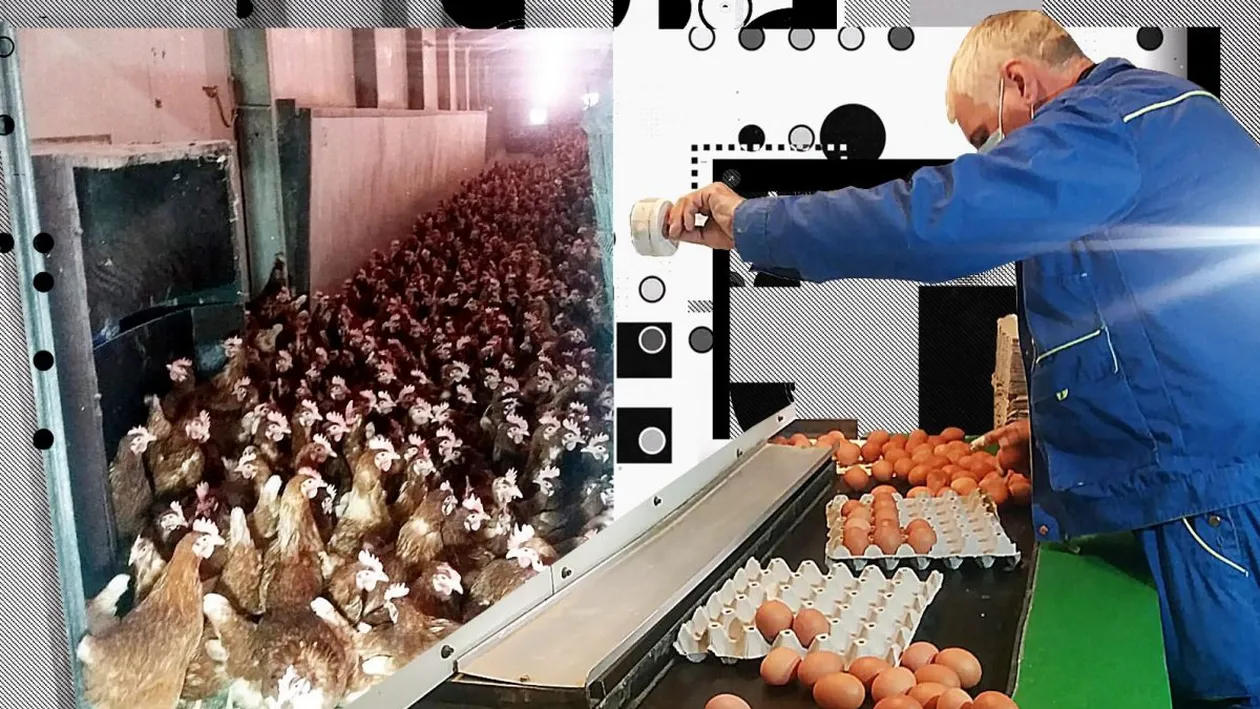 Cum arată Paștele, în culise. Am pătruns în fabrica de ouă