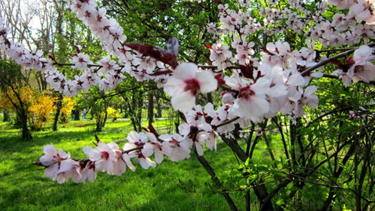 Saptamana asta vin ploile si scad temperaturile. Vezi cum va fi vremea in toata tara