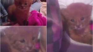 O femeie a găsit un pui de pisică pe stradă și a decis să-l ia acasă. Ce a descoperit când a dus animalul la medicul veterinar