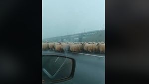 Să vezi și să nu crezi! Ceață, oi și... măgari pe Autostrada Soarelui. Replica ciobanului este incredibilă