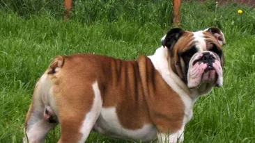 Sfasiata de un caine in parc, un fotomodel a trait clipe de cosmar: M-au cusut pe viu, iar brancardierii radeau si ma pipaiau