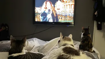 Ce înțeleg pisicile, de fapt, când se uită la TV. Puțini stăpâni știu acest lucru