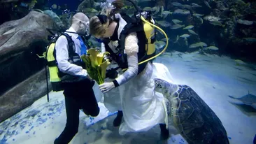 O broasca le-a intrerupt nunta