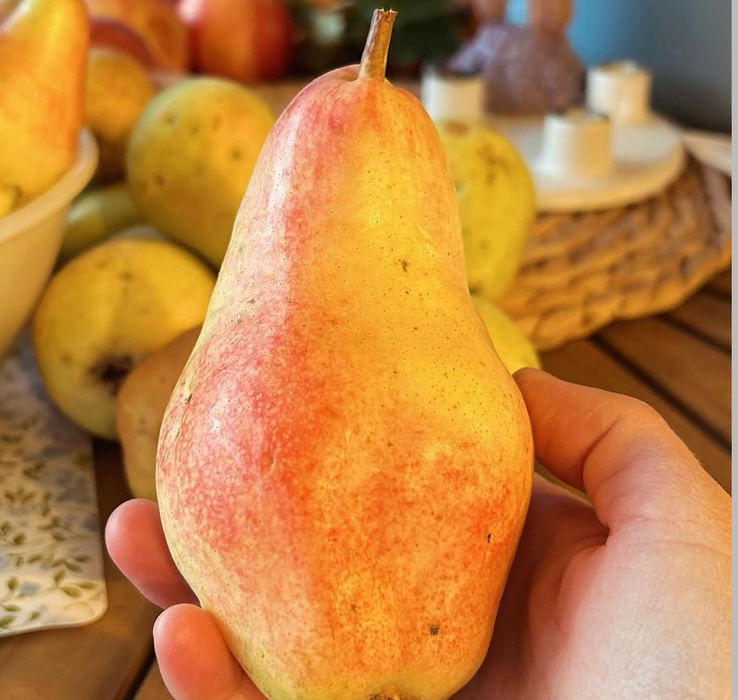 Ce viață frumoasă duce familia lui Dragoș Bucur la țară. Foto: Instagram / Dragoș Bucur / Dana Nălbaru