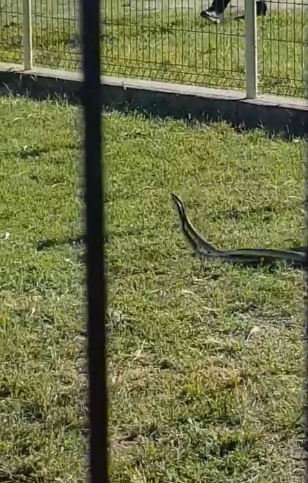 Șerpii se plimbau în voie în apropierea copiilor