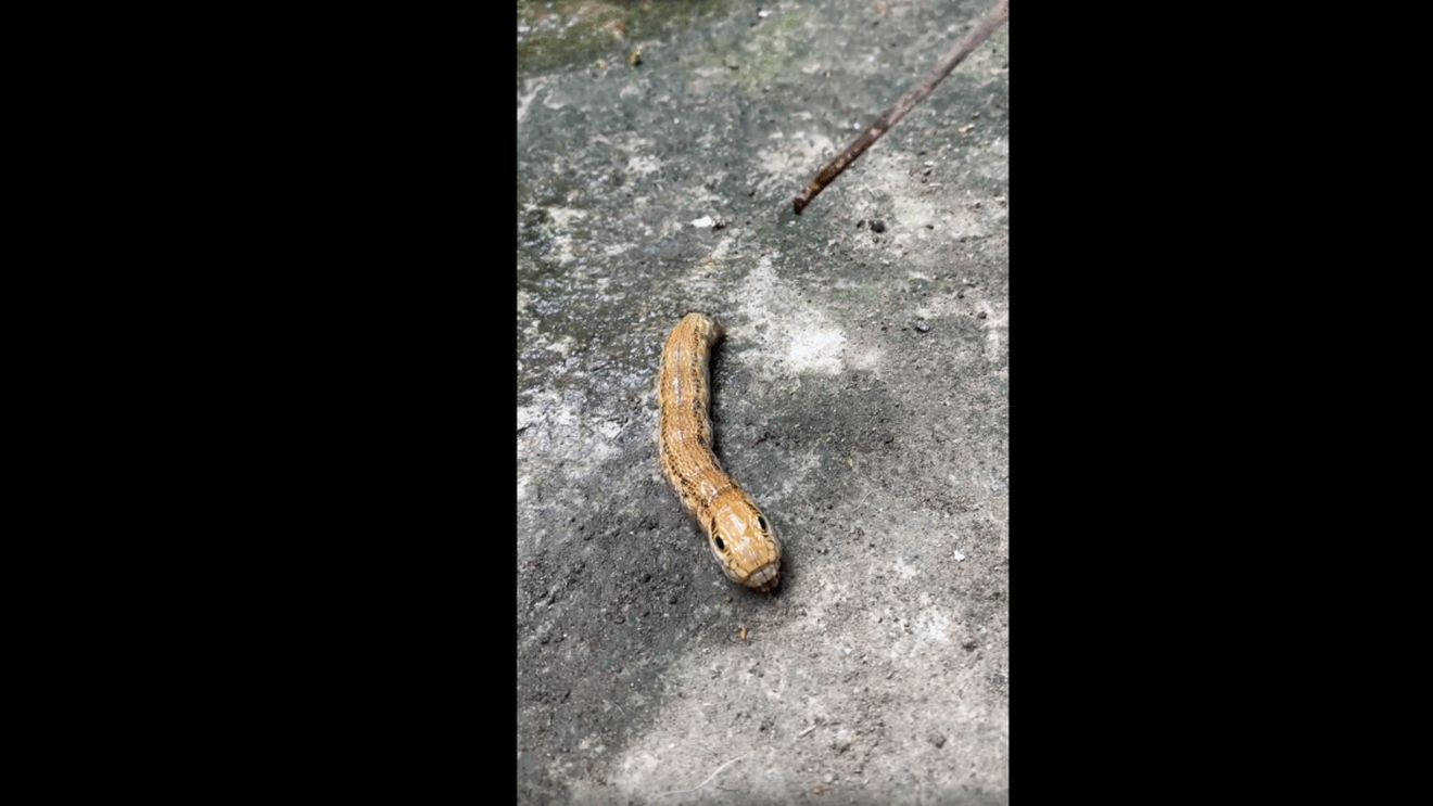 Creatura bizară pe care o femeie a descoperit-o în grădina ei era, de fapt, „un fenomen biologic rar”