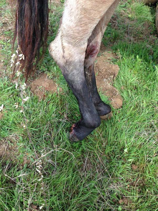 Victoraș Micula, suspectat în masacrul sângeros din Bihor