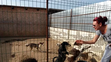 Cei 400 de câini din adăpostul de la Desa, din Dolj, au fost salvaţi