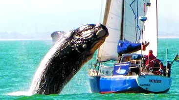 S-au trezit cu balena pe iaht!