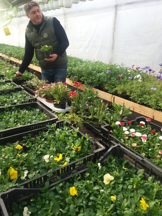 Producătorii de flori își pun nădejdea în începerea școlii