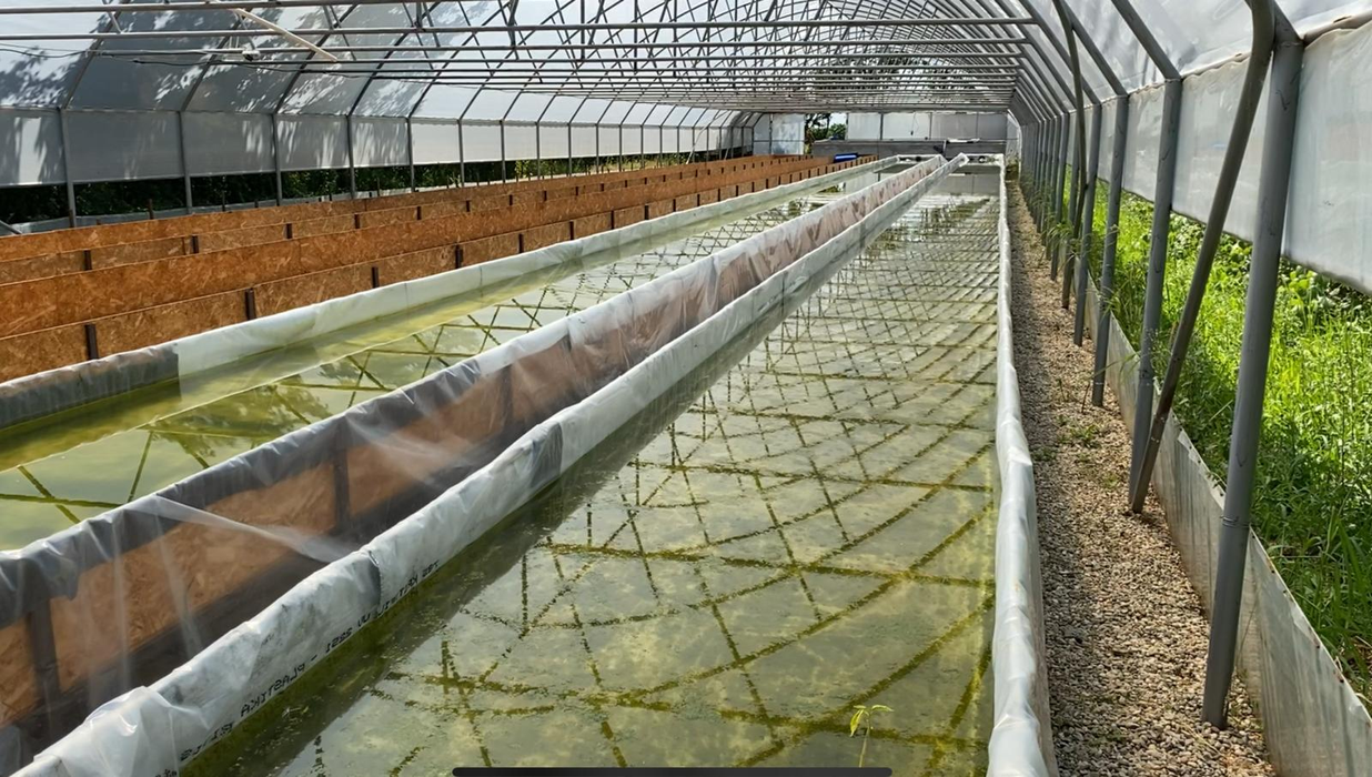 Peștii cresc în seră și produc substanțele necesare plantelor